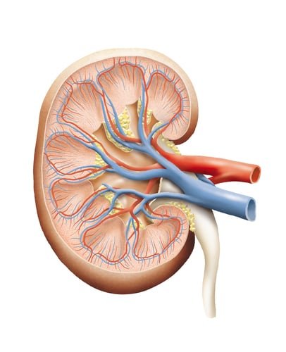 The Chronic Kidney Disease Solution
